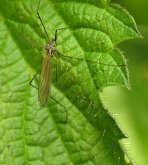 Tricyphona immaculata