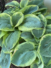 Hosta