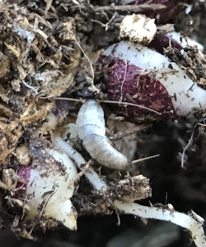 Common Silverfish photo 4