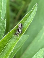 Phidippus clarus