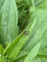 Phidippus clarus