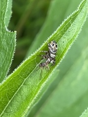 Phidippus clarus