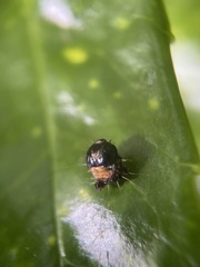 Cydalima perspectalis