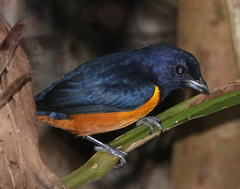 Euphonia rufiventris