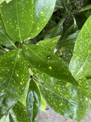 Cydalima perspectalis