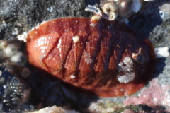 Tripoplax trifida