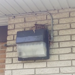 Turdus migratorius