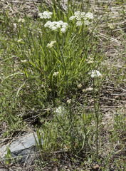 Perideridia parishii latifolia