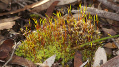 Syntrichia antarctica