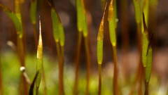 Syntrichia antarctica