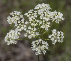 Perideridia parishii latifolia