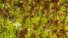 Syntrichia antarctica