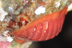 Lepidozona interstincta