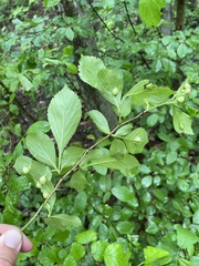 Blaesodiplosis venae