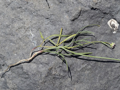 Perideridia parishii latifolia