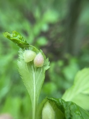 Blaesodiplosis venae