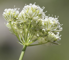 Perideridia parishii latifolia