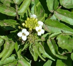 Nasturtium microphyllum