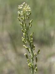 Toxicoscordion venenosum venenosum