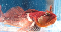 Scalyhead Sculpin photo 3