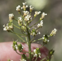 Toxicoscordion venenosum venenosum