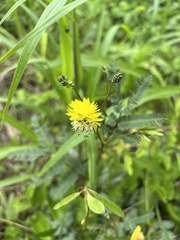 Neptunia pubescens