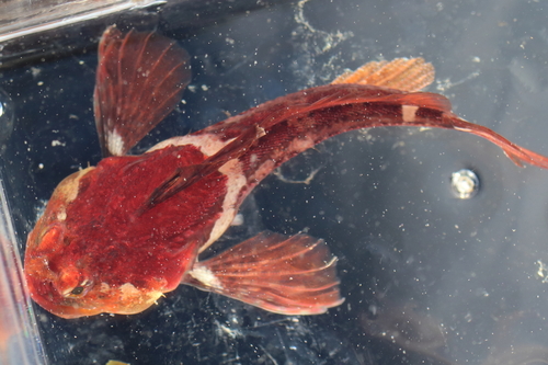 Plumose sculpin (Artedius harringtoni) — Cottidae — 4