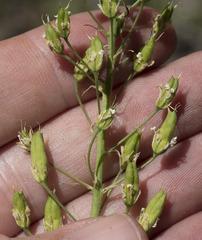 Toxicoscordion venenosum venenosum