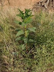 Phytolacca americana