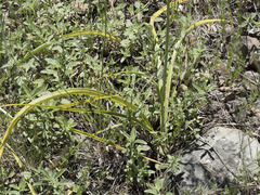 Toxicoscordion venenosum venenosum