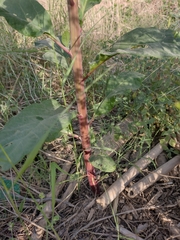 Phytolacca americana