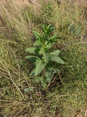 Phytolacca americana
