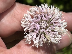 Marshallia trinervia