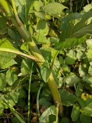 Phytolacca americana