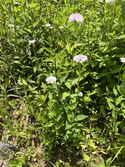 Marshallia trinervia