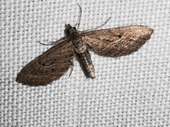 Eupithecia scopariata