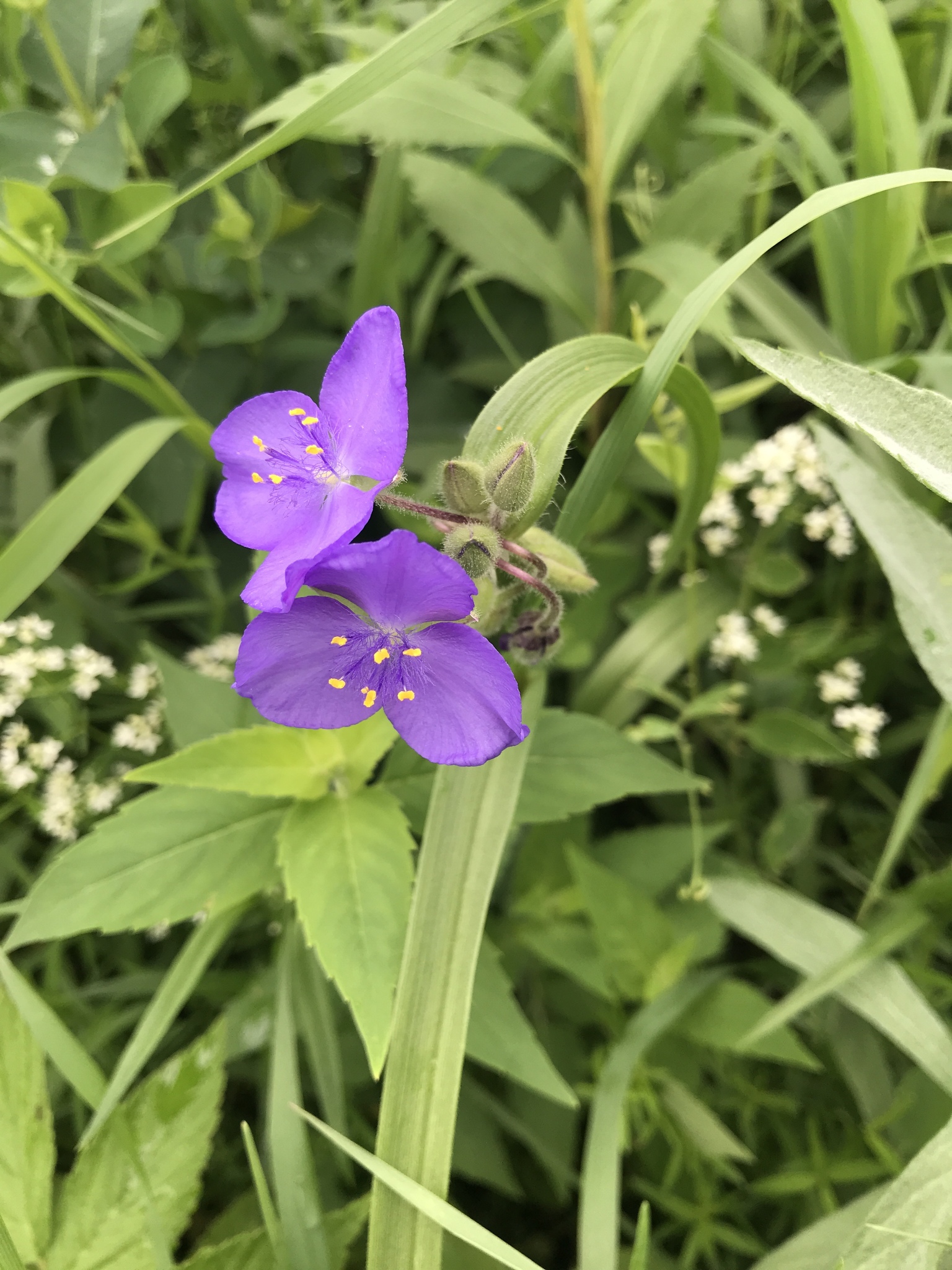 Tradescantia bracteata