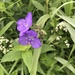 Longbract Spiderwort - Photo (c) kristenmanion, some rights reserved (CC BY-NC), uploaded by kristenmanion