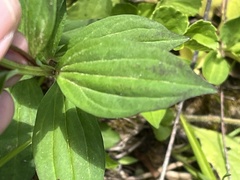 Marshallia trinervia