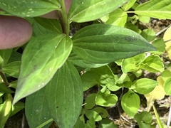 Marshallia trinervia