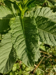 Phytolacca americana