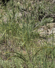 Toxicoscordion venenosum venenosum