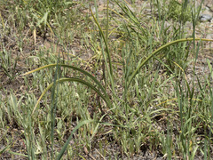 Toxicoscordion venenosum venenosum