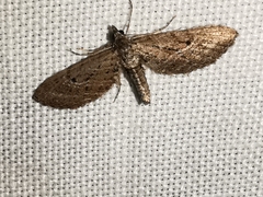 Eupithecia scopariata