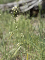 Toxicoscordion venenosum venenosum