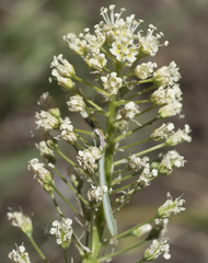 Toxicoscordion venenosum venenosum