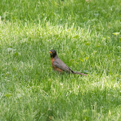 Turdus migratorius