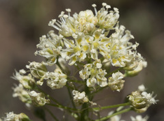 Toxicoscordion venenosum venenosum