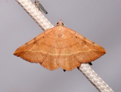 Hemeroplanis scopulepes