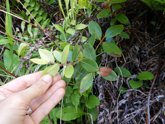 Metrosideros collina